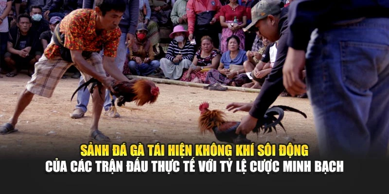 Sảnh đá gà tái hiện không khí sôi động của các trận đấu thực tế với tỷ lệ cược minh bạch
